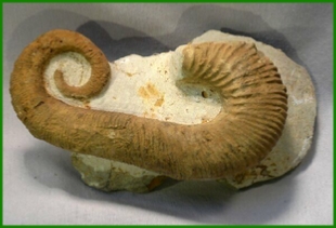 www.cheikhfossilsmorocco.com