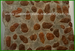 www.cheikhfossilsmorocco.com