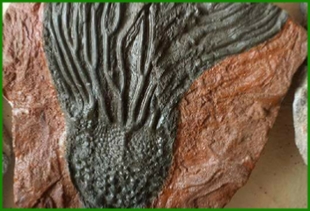 www.cheikhfossilsmorocco.com