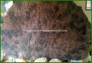 www.cheikhfossilsmorocco.com