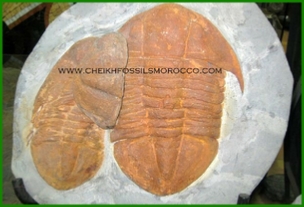 www.cheikhfossilsmorocco.com