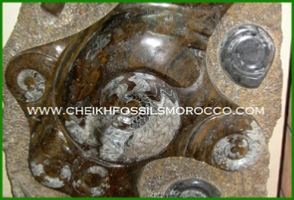 www.cheikhfossilsmorocco.com