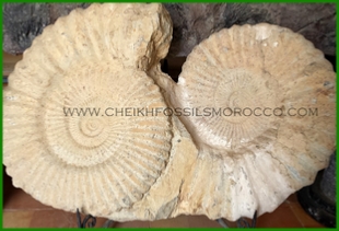 www.cheikhfossilsmorocco.com