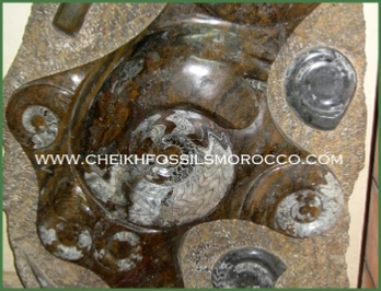 www.cheikhfossilsmorocco.com