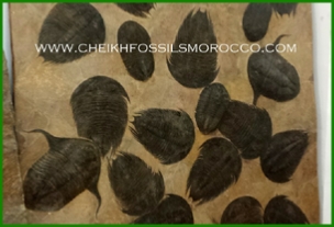 www.cheikhfossilsmorocco.com