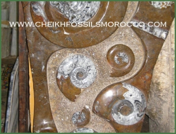 www.cheikhfossilsmorocco.com