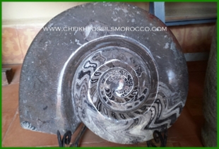 www.cheikhfossilsmorocco.com