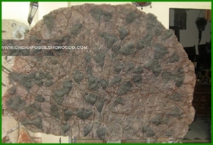 www.cheikhfossilsmorocco.com