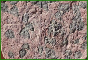 www.cheikhfossilsmorocco.com