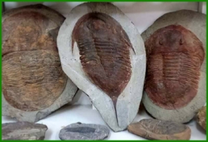 www.cheikhfossilsmorocco.com