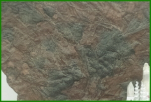 www.cheikhfossilsmorocco.com