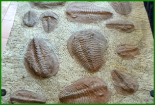 www.cheikhfossilsmorocco.com