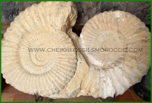 www.cheikhfossilsmorocco.com