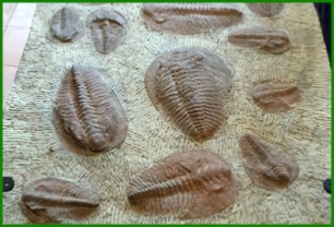 www.cheikhfossilsmorocco.com