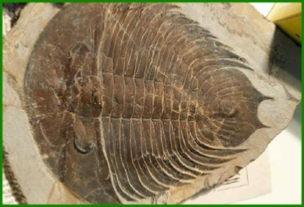 www.cheikhfossilsmorocco.com