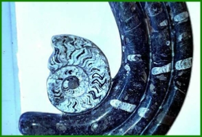 www.cheikhfossilsmorocco.com