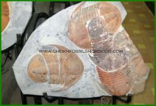 www.cheikhfossilsmorocco.com