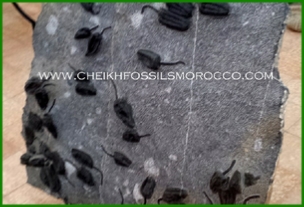 www.cheikhfossilsmorocco.com