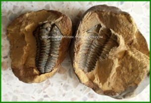 www.cheikhfossilsmorocco.com