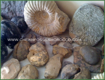 www.cheikhfossilsmorocco.com